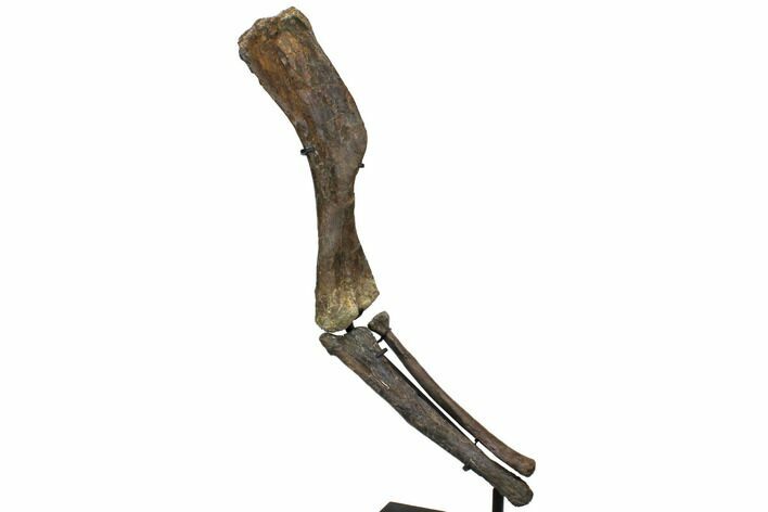 Fossil Hadrosaur (Brachylophosaurus) Articulated Limb - Montana #113082